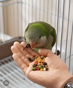 Parrot Training Hand Perch for Cage, Fake Hand Step-Up Practice Stand